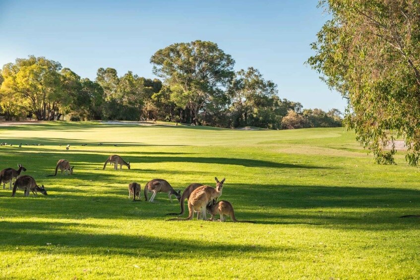 Picture 6 for Activity Swan Valley: Golf Cart Kangaroo Safari w/ Mini Golf & Drink