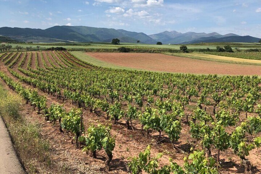 Rioja: Visit 3 wineries inclusive of tastings