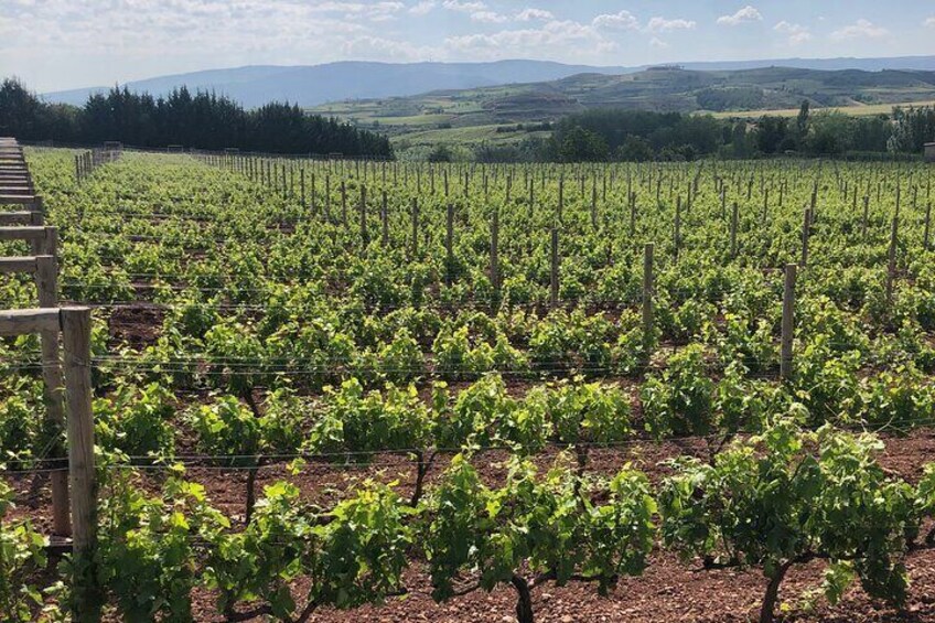 Rioja: Visit 3 wineries inclusive of tastings