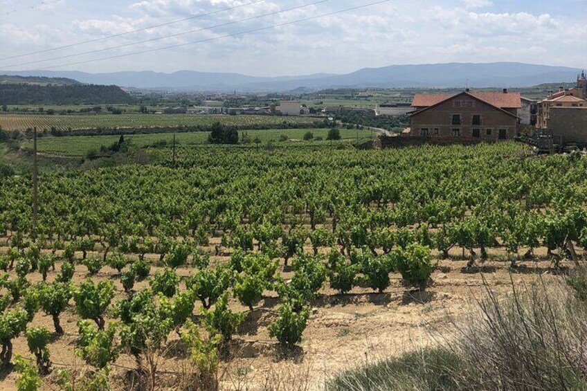 Rioja: Visit 3 wineries inclusive of tastings
