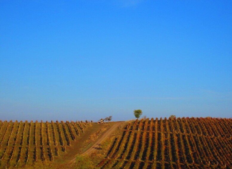 Picture 2 for Activity Baku: Chabiant Winery Tour to Ismayilli with Local Lunch