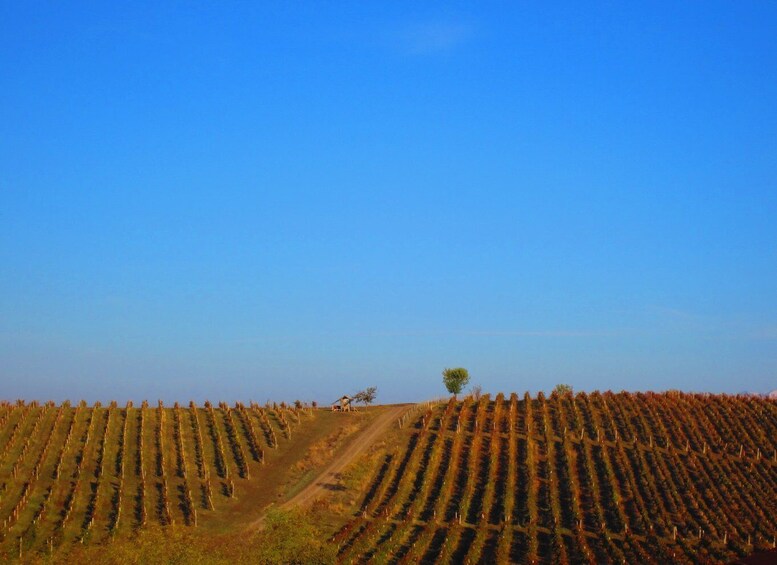 Picture 2 for Activity Baku: Chabiant Winery Tour to Ismayilli with Local Lunch