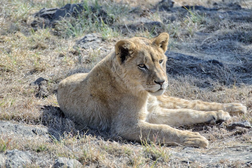 Picture 5 for Activity From Johannesburg: Lion & Safari Park Half-Day Tour