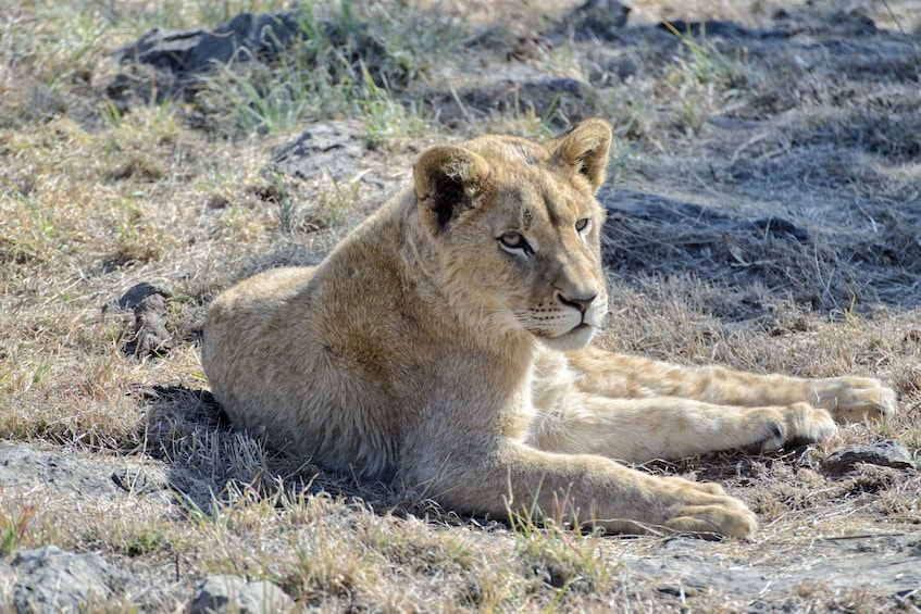 Picture 5 for Activity From Johannesburg: Lion & Safari Park Half-Day Tour