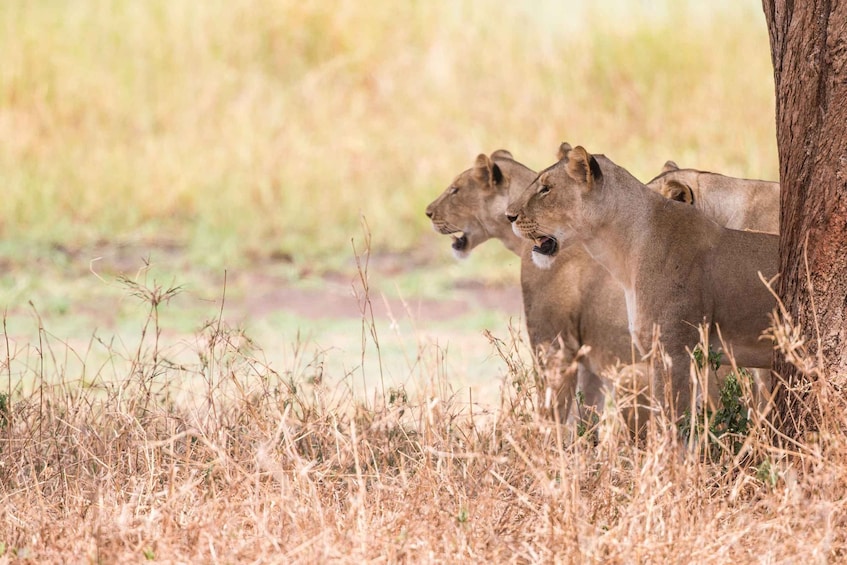 Picture 1 for Activity From Johannesburg: Lion & Safari Park Half-Day Tour