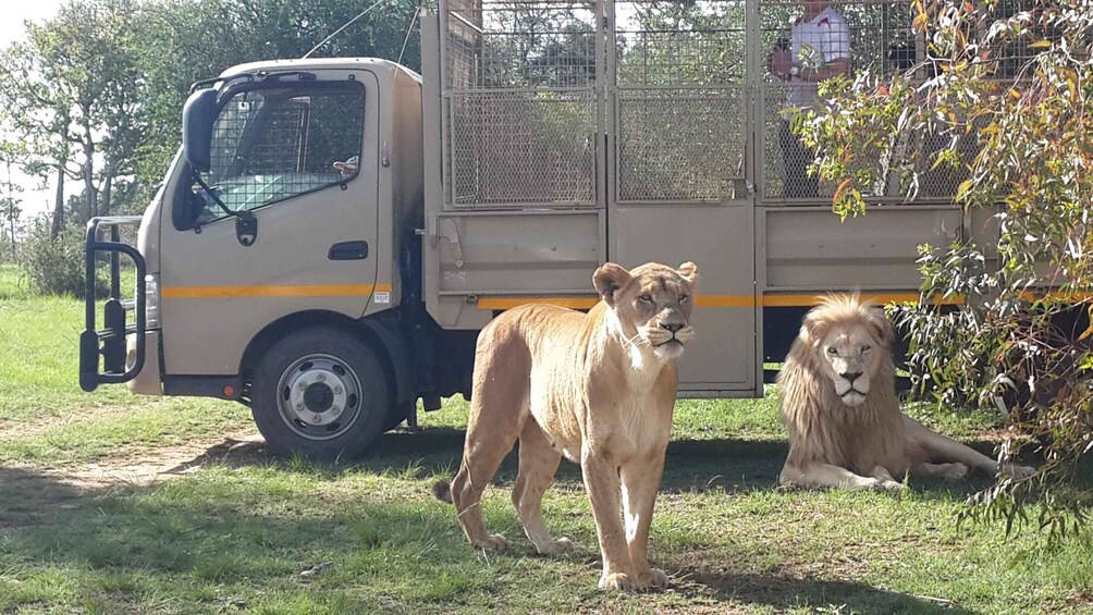 From Johannesburg: Lion & Safari Park Half-Day Tour