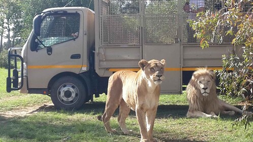 Fra Johannesburg: Halvdagstur til løve- og safariparken