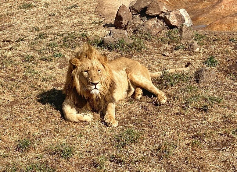 Picture 15 for Activity From Johannesburg: Lion & Safari Park Half-Day Tour