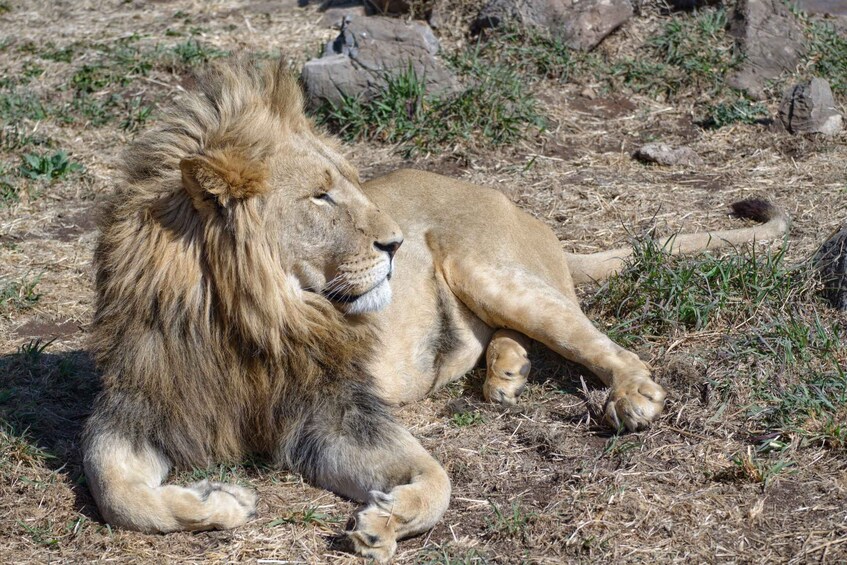 Picture 6 for Activity From Johannesburg: Lion & Safari Park Half-Day Tour