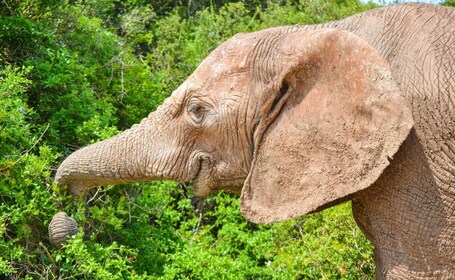 Excursión de día completo a Addo Safari