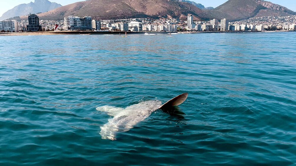 Picture 4 for Activity Cape Town: Marine Big 5 Ocean Safari from V&A Waterfront