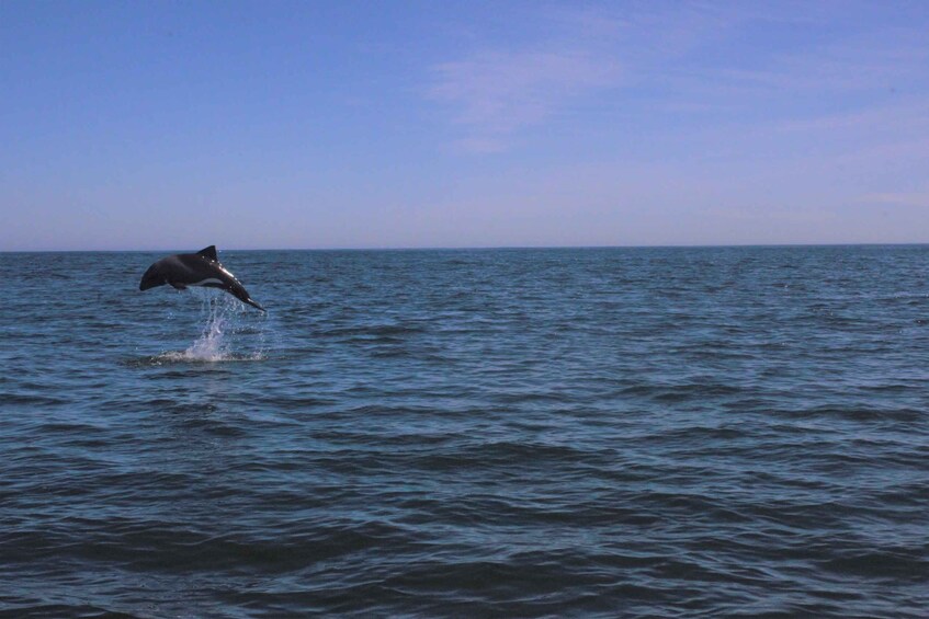 Picture 11 for Activity Cape Town: Marine Big 5 Ocean Safari from V&A Waterfront