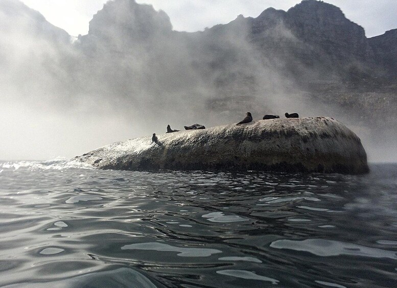 Picture 1 for Activity Cape Town: Marine Big 5 Ocean Safari from V&A Waterfront