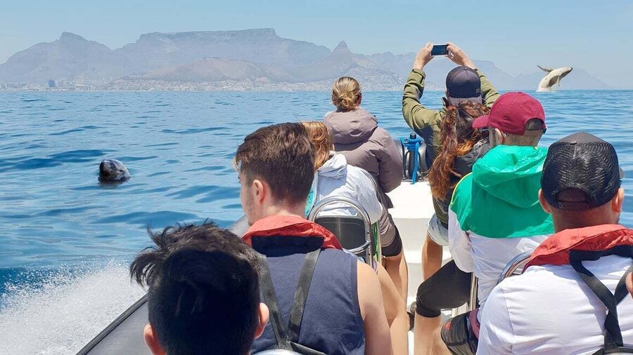 Cape Town: Marine Big 5 Ocean Safari from V&A Waterfront