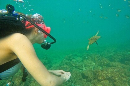 Try Diving and Snorkelling in Fujairah from Abu Dhabi