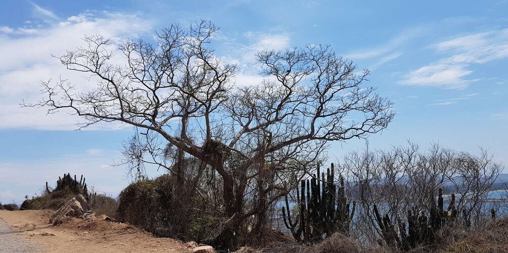 Picture 2 for Activity Mazatlan: El Faro Lighthouse Tour with Free Digital Photos