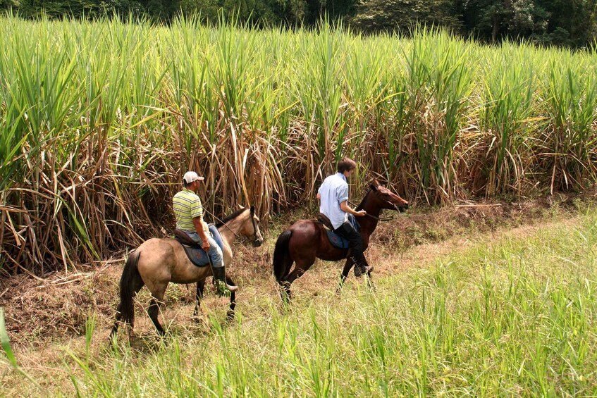 Picture 3 for Activity Cali: Horseback Riding