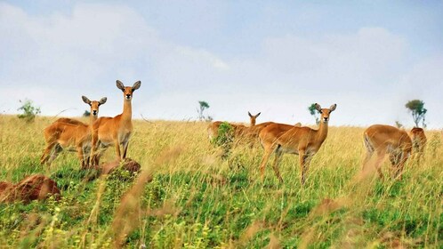 Kampala: 3-Day Murchison Falls Safari