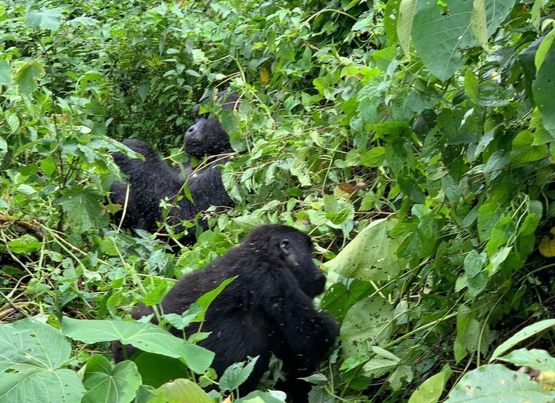 Picture 8 for Activity From Kampala: Gorilla Trekking in Bwindi Forest 3-Day Tour