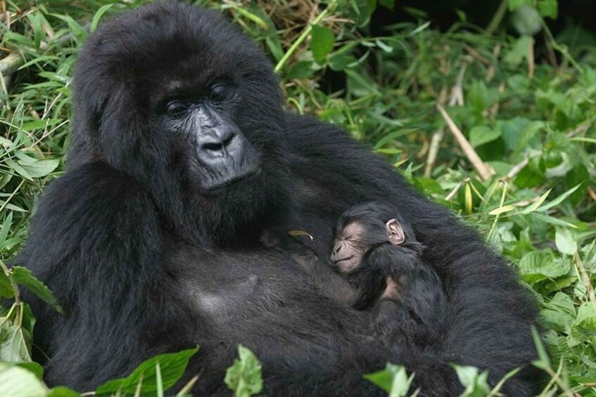 Picture 5 for Activity From Kampala: Gorilla Trekking in Bwindi Forest 3-Day Tour