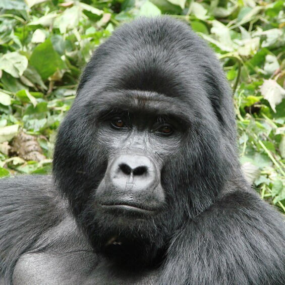 Picture 7 for Activity From Kampala: Gorilla Trekking in Bwindi Forest 3-Day Tour