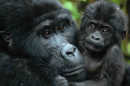 From Kampala: Gorilla Trekking in Bwindi Forest 3-Day Tour