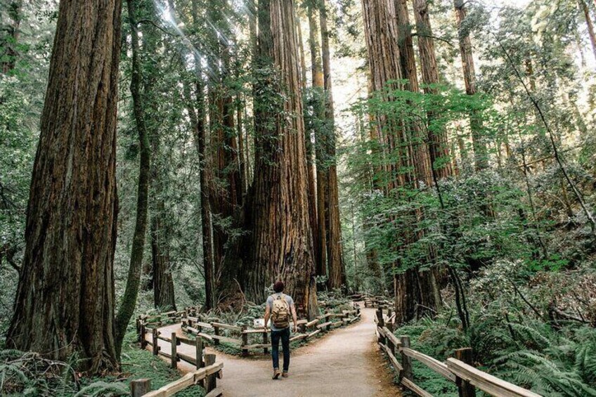 Redwoods Full Day Private Tour and Hike