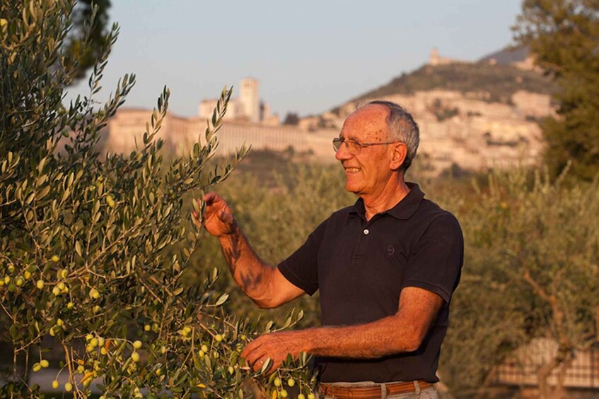 Picture 5 for Activity Assisi: Wine tasting, gourmet pairing, walk in the vineyards