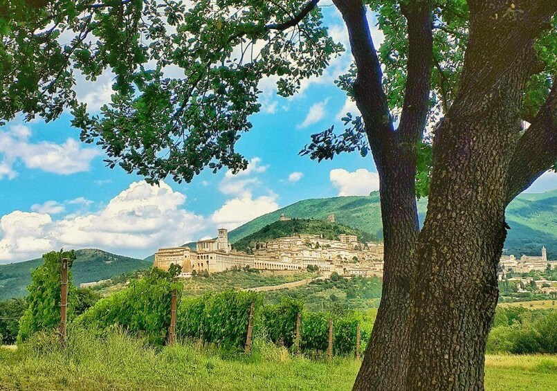 Picture 1 for Activity Assisi: Vineyard of Assisi Walk and Wine Tasting