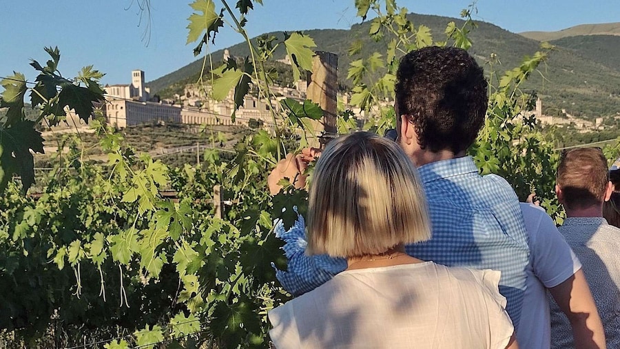 Assisi: Wine tasting, gourmet pairing, walk in the vineyards