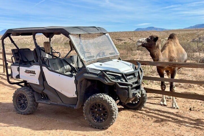 Las Vegas Guided UTV Safari and Zoo Tour 