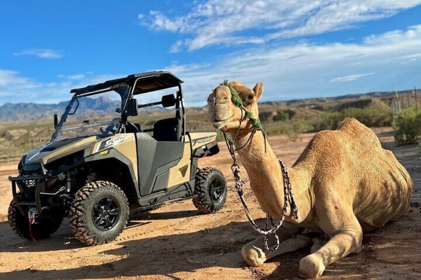 Guided UTV Safari and Zoo Tour 