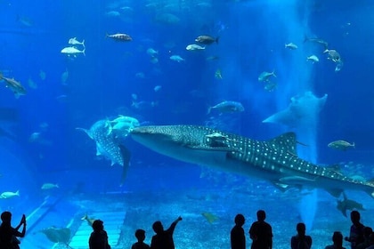 American Village &Okinawa Churaumi Aquarium Tour from Naha/Chatan