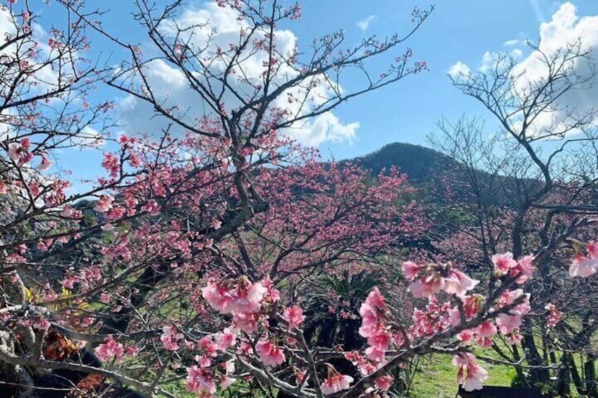 American Village &Okinawa Churaumi Aquarium Tour from Naha/Chatan