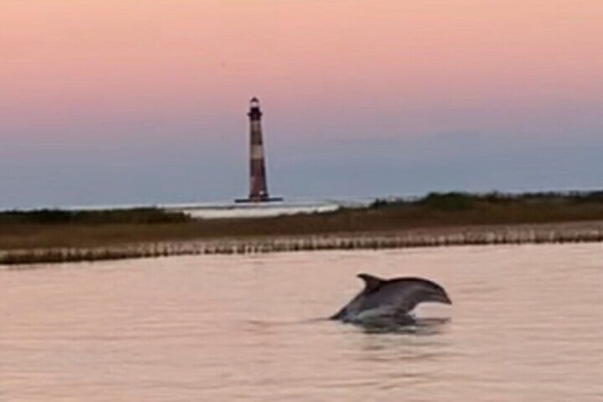 Folly River Morris Island Dolphin and Exploration Adventure 