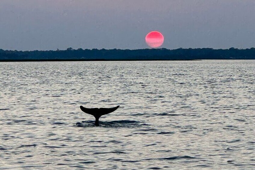 Folly River Morris Island Dolphin and Exploration Adventure 