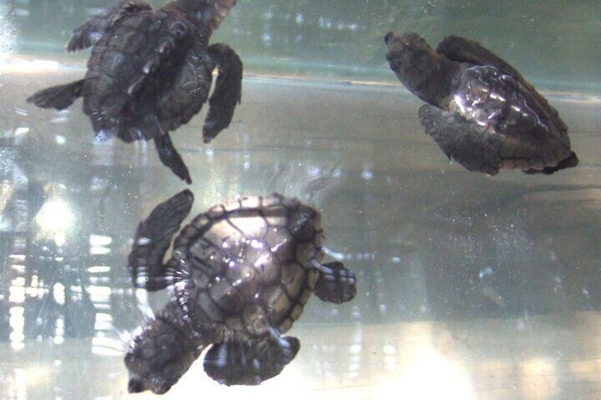 Baby Turtles 