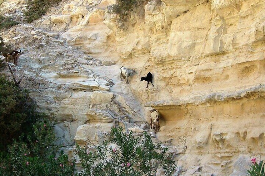 Wild Life