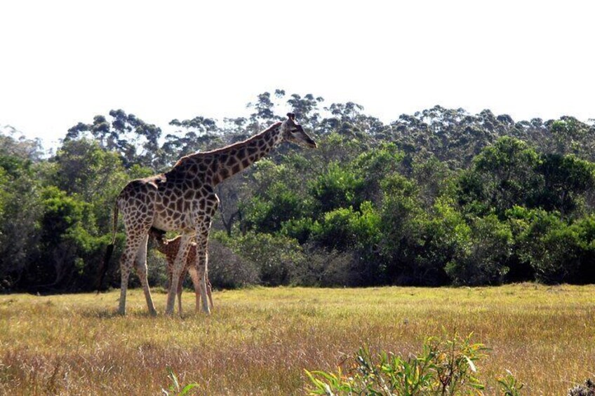 Half-Day Port Elizabeth Safari