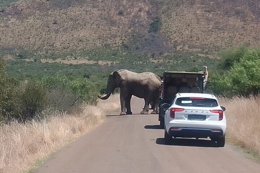 3 Hour Pilanesberg Game Drive from Johannesburg and Pretoria