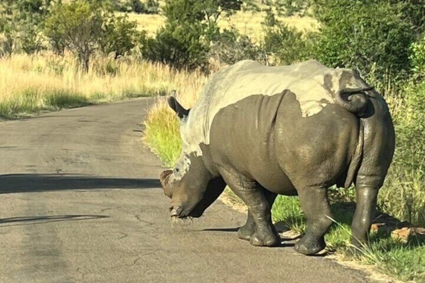 3 Hour Pilanesberg Game Drive from Johannesburg and Pretoria 