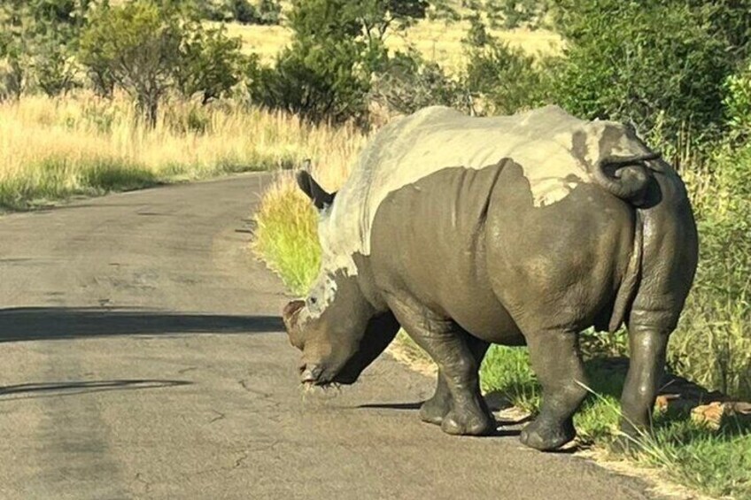 3 Hour Pilanesberg Game Drive from Johannesburg and Pretoria