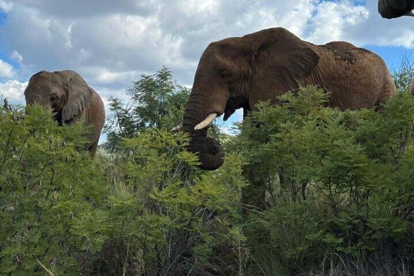 3 Hour Pilanesberg Game Drive from Johannesburg and Pretoria 