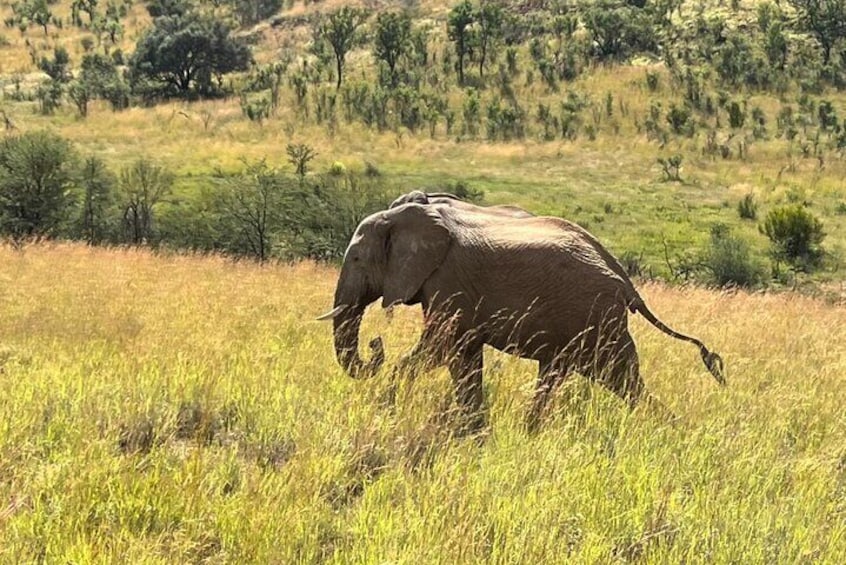 3 Hour Pilanesberg Game Drive from Johannesburg and Pretoria 