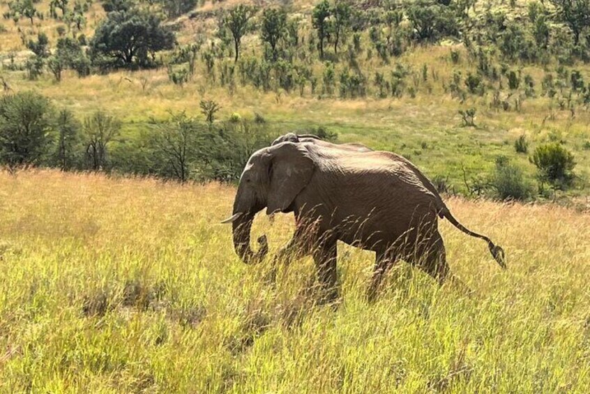 3 Hour Pilanesberg Game Drive from Johannesburg and Pretoria