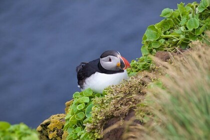 Volcanic Vistas & Puffin Paradise quad bike Tour