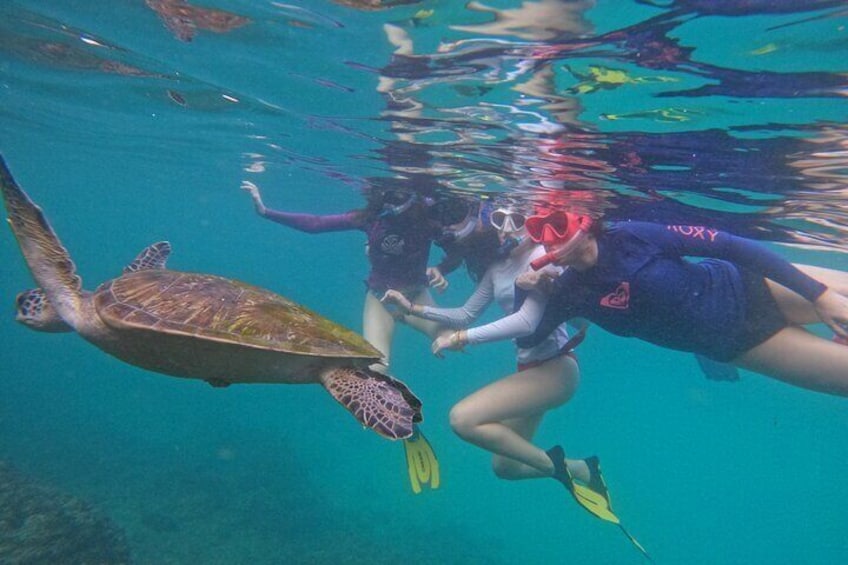 From Abu Dhabi: Snorkeling with turtles in Fujairah with BBQ 