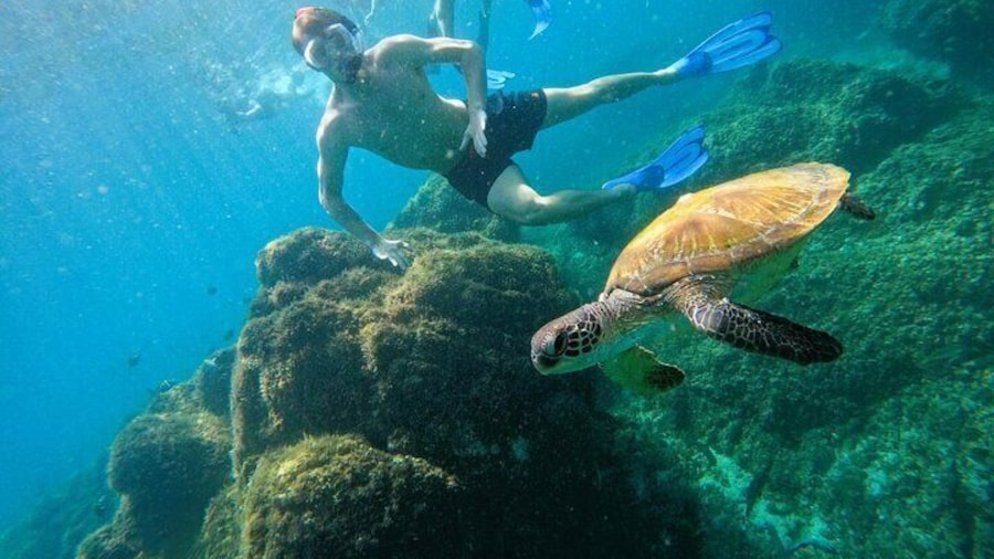 From Abu Dhabi: Snorkeling with turtles in Fujairah with BBQ