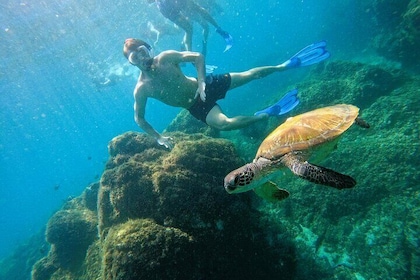 From Abu Dhabi: Snorkelling with turtles in Fujairah with BBQ