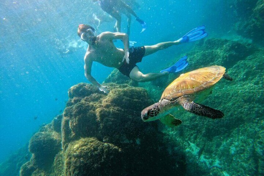 From Abu Dhabi: Snorkeling with turtles in Fujairah with BBQ 